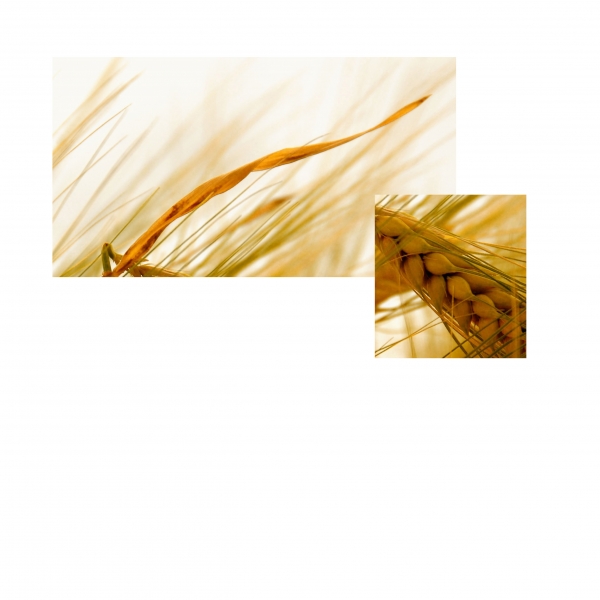 Creation of Wheat no more...: Step 1